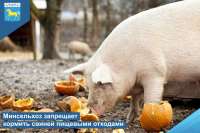 Фермерам Минусинского района запретили кормить свиней пищевыми отходами