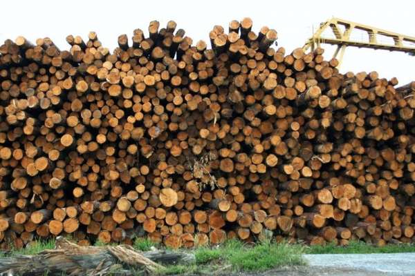 Три лесопилки Минусинска оштрафуют за нарушения пожарной безопасности