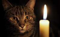 В Туве свыше восьми тысяч жителей остались без света из-за кота