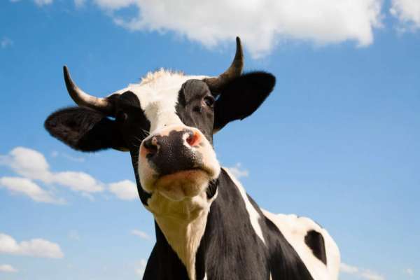 Покупатель коров из Минусинского района стал жертвой коварства псевдовладельца скота