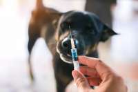 В Минусинске организовали бесплатную вакцинацию домашних животных от бешенства