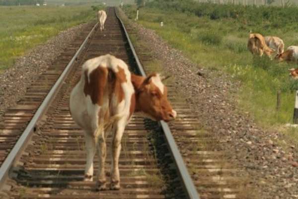 С начала текущего года в Хакасии погибло 74 животных под колесам поездов