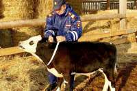 В Хакасии коровы стали заметны в темноте