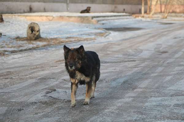 В Красноярске на ребенка напала бездомная собака