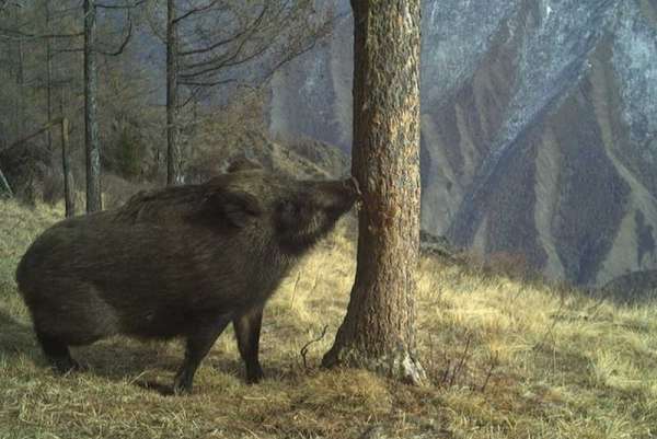 В Саяно-Шушенском заповеднике показали животных, попавших в объектив фотоловушки