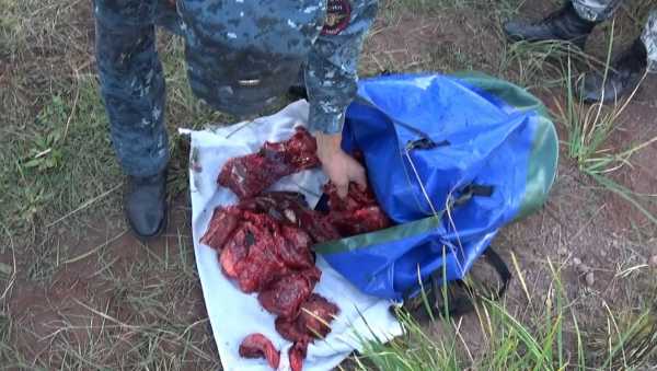 Вооруженных браконьеров на юге Сибири задержали с мясом косули