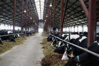 Краснотуранский племзавод – в пятерке лидеров по производству молока