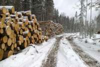 В Хакасии «черный лесоруб» заплатит 1 миллион