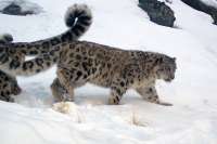В Саяно-Шушенском заповеднике в фотоловушки попались котята снежного барса