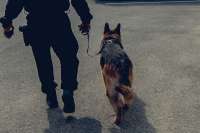 Служебная собака нашла наркотики в доме жителя Хакасии