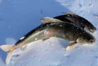 Зимняя рыбалка в протоке Енисея может обернуться штрафом