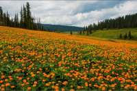 Альпийские луга на юге края  зацвели оранжевым цветом