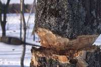 Житель Минусинска получил 3 года за вырубку деревьев