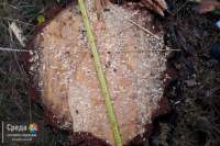 В Минусинском районе разыскивают «черных лесорубов»