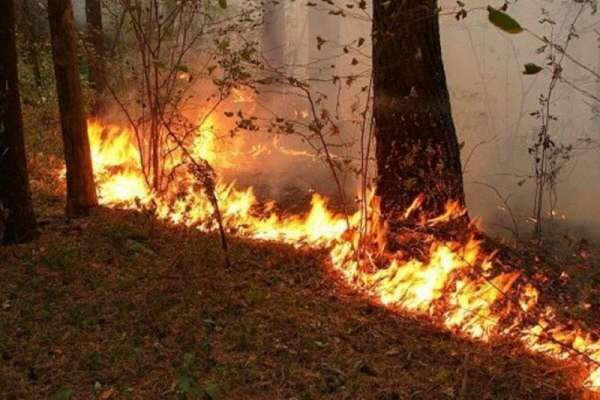 На территории Шушенского района ликвидирован лесной пожар