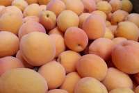 На абаканском рынке обнаружены зараженные фрукты
