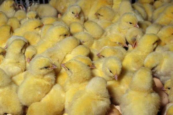 В Красноярском крае поместили в карантин почти 30 тысяч цыплят