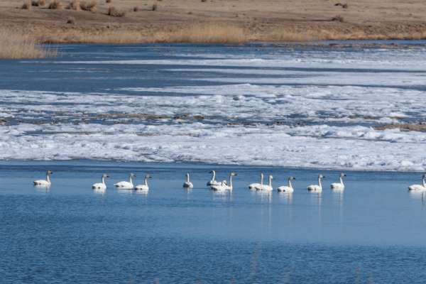 В Хакасии регистрируют начало весенней миграции птиц