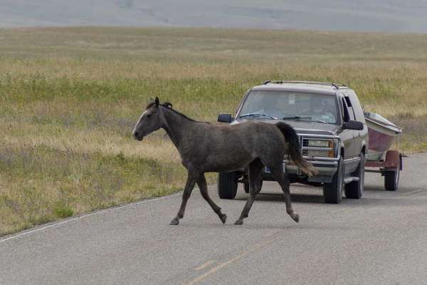 Бродячий скот на дорогах Хакасии. Кто виноват и что делать?