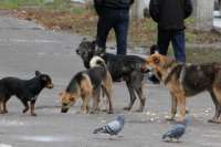 В Шушенском районе растет число жертв безнадзорных собак