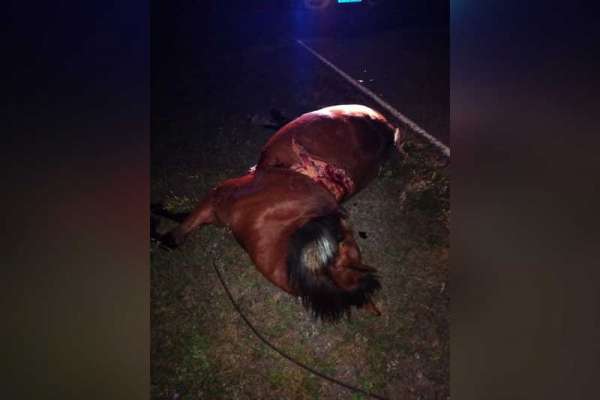 В Хакасии женщина-водитель сбила лошадь