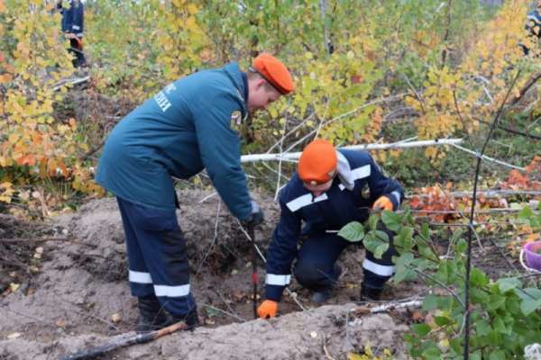 В Красноярском крае в рамках акции «Сохраним лес» высадят 30 млн саженцев