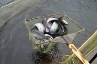 В Саяногорске из форелевого хозяйства злоумышленники похитили полтонны рыбы