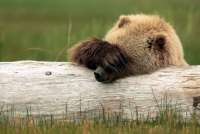 В Красноярском крае запретили есть медведей