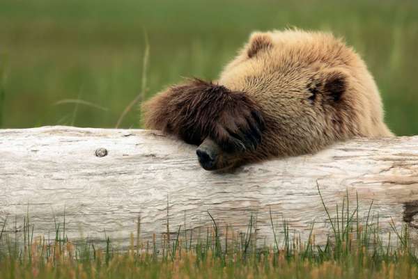 В Красноярском крае запретили есть медведей
