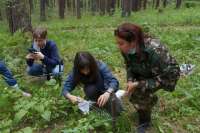 На юге Красноярского края школьники посчитали краснокнижные цветы