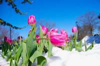В Абакане и Минусинске 8 марта будет солнечно и тепло