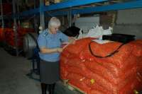 Россельхознадзор по Красноярскому краю: 25 тонн лука-севка из Нидерландов не соответствуют ГОСТу