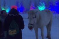 В Красноярске замучили лошадь