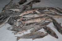 На севере Красноярского края обнаружили незаконный улов муксуна на 2,2 млн рублей