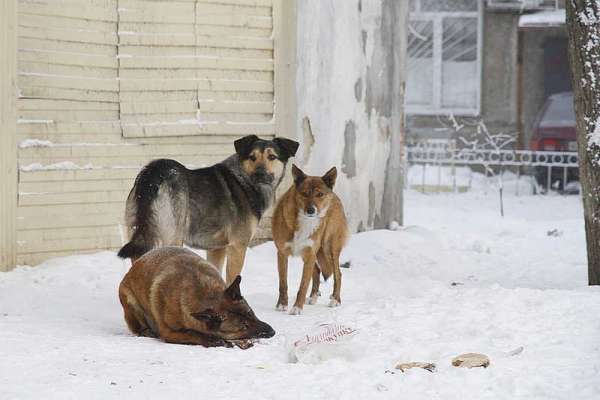 В Красноярске на время Универсиады спрячут бездомных собак