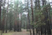 Незаконная рубка леса в Кривинском бору вылилась в уголовное дело