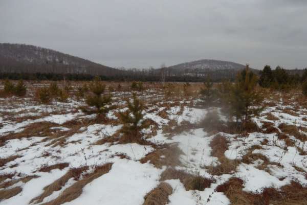 На юге Красноярского края выявили 1,5 тыс. га заброшенных сельхозземель