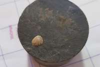 В Хакасии нашли ракушку возрастом 32 млн лет