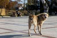 Минусинцы чаще других жителей Красноярского края подвергаются нападению собак