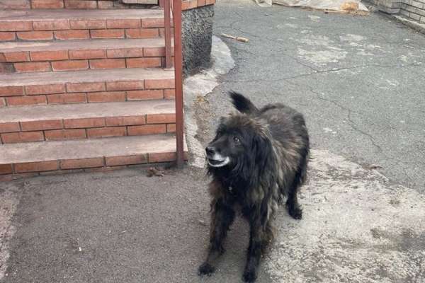 В Хакасии ребёнку понадобилась операция после нападения домашней собаки