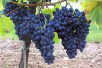 В Минусинском районе спасают урожай винограда