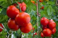 В Минусинском районе собирают первые в этом году помидоры