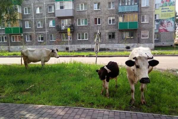 В Шушенском мужчина понес наказание за деструктивное поведение своей коровы