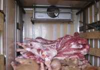 В Минусинском районе свинину зря везли в кузове навалом