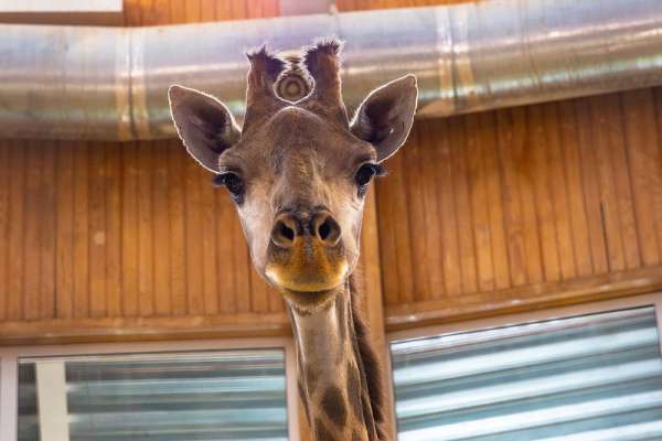 В красноярском парке «Роев ручей» показали, как взвешивают жирафов