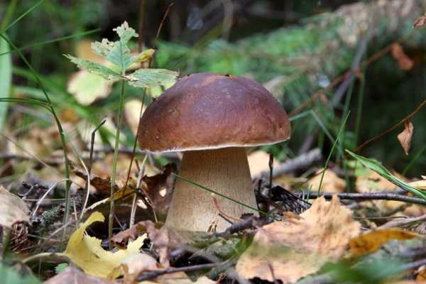 В Минусинском районе стартовал сезон сбора грибов. А это значит...