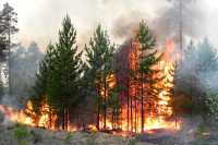 В Минусинском, Каратузском и Ермаковском районах полыхали лесные пожары