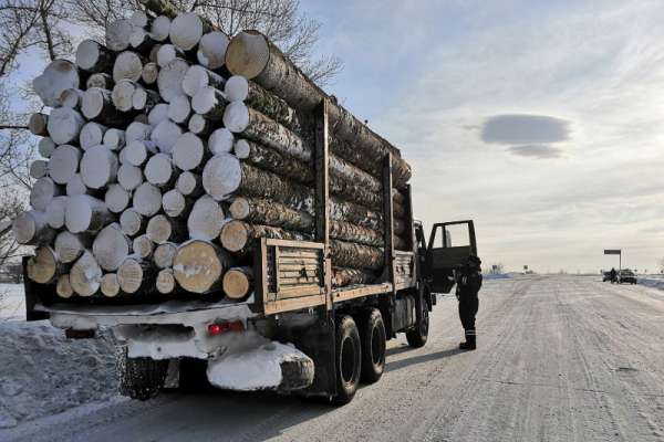 Под Краснотуранском задержан водитель грузовика, незаконно перевозивший лес в Минусинский район