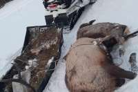 В Хакасии задержали браконьеров с тушами благородного оленя