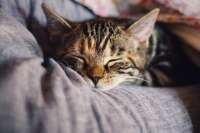 Житель Назарово может лишиться свободы за истязание кота